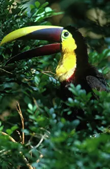 Ramphastos: Chestnut-mandibled Toucan