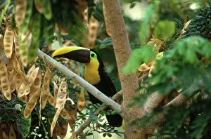 Ramphastos: Chestnut-mandibled Toucan