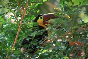 Squawking: Chestnut-mandibled Toucan