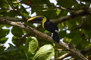 Swainsonii: Chestnut-mandibled Toucan - Chestnut-mandibled Toucan