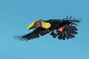 Swainsonii: Chestnut-mandibled Toucan Flying