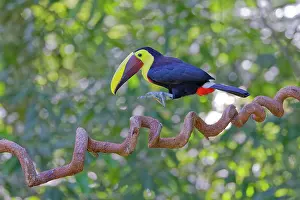 Ramphastos: Chestnut Mandibled Toucan - hopping along branch Ramphastos