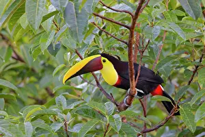 Ramphastos: Chestnut Mandibled Toucan Ramphastos ambiguus swainsonii Boc