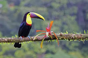 Ramphastos: Chestnut Mandibled Toucan Ramphastos ambiguus swainsonii Boc