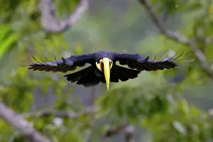 Ramphastos: Chestnut Mandibled Toucan Ramphastos ambiguus swainsonii Boc