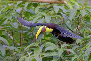 Ramphastos: Chestnut Mandibled Toucan Ramphastos ambiguus swainsonii Boc