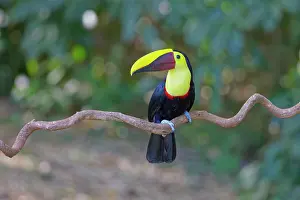 Ramphastos: Chestnut Mandibled Toucan Ramphastos ambiguus swainsonii Sar