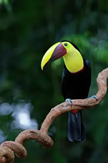 Ramphastos: Chestnut Mandibled Toucan Ramphastos ambiguus swainsonii Sar