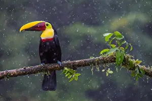 Shower: Chestnut-mandibled Toucan (Ramphastos swainsoni