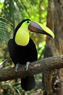 Swainsonii: Chestnut-mandibled Toucan / SwainsonIs Toucan