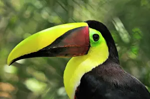 Swainsonii: Chestnut-mandibled Toucan / SwainsonIs Toucan