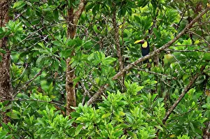 Swainsonii: Chestnut-mandibled Toucan / Swainson's Toucan