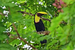 Swainsonii: Chestnut-mandibled Toucan / Swainson's Toucan