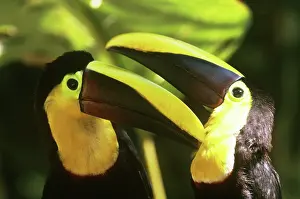 Swainsonii: Chestnut-mandibled Toucans