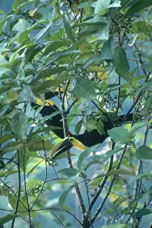 Swainsonii: Chestnut-mandibled Toucans