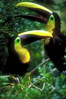 Swainsonii: Chestnut-mandibled toucans