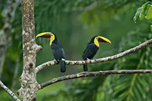 Swainsonii: Chestnut-mandibled Toucans / Swainson's Toucans
