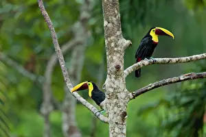Swainsonii: Chestnut-mandibled Toucans / Swainson's Toucans