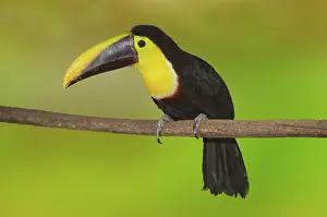 Swainsonii: Chestnut-mandled Toucan