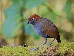 Naped: Chestnut Naped Antpitta Grallaria nuchalis Ecua