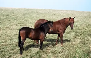Ardea London: CHESTNUT PONY - With Bay Pony