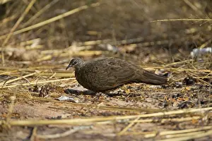 Quilled: Chestnut-quilled Rock-Pigeon