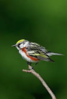 Pensylvanica: Chestnut-sided Warbler