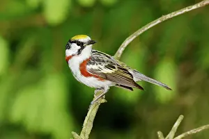 Pensylvanica: Chestnut-sided Warbler