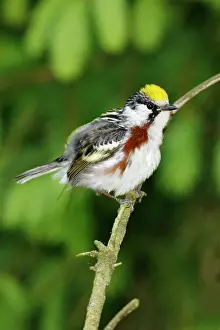Pensylvanica: Chestnut-sided Warbler
