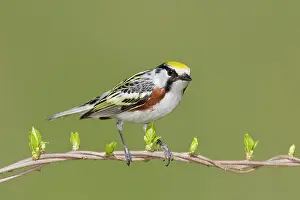 Pensylvanica: Chestnut-sided Warbler