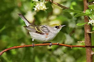 Pensylvanica: Chestnut-sided Warbler