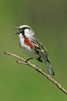 Pensylvanica: Chestnut-sided Warbler