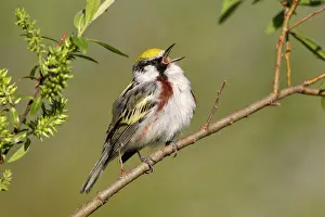 Pensylvanica: Chestnut-sided Warbler