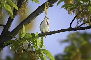 Sided: Chestnut-Sided Warbler