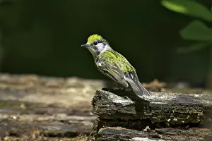 Sided: Chestnut-Sided Warbler