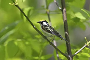 Sided: Chestnut-Sided Warbler