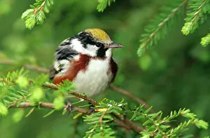Sided: Chestnut-sided Warbler
