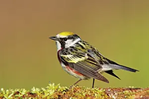 Pensylvanica: Chestnut-sided Warbler - adult male