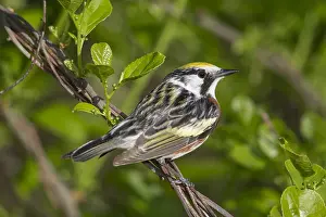 Pensylvanica: Chestnut-sided Warbler - Dendroica pensylvanica