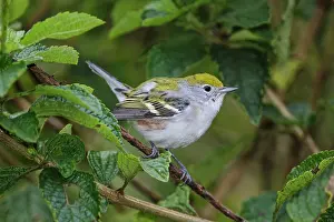 Pensylvanica: Chestnut-sided Warbler Dendroica pensylvanica in winter