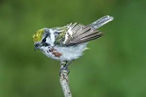 Parulidae: Chestnut-sided Warbler (Dendroica virens)