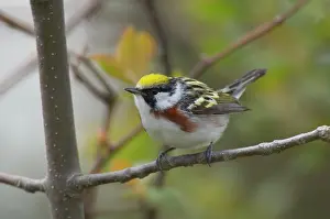 Pensylvanica: Chestnut-sided Warbler - Male perched on branch, Spring