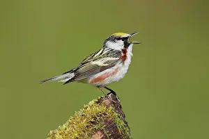 Pensylvanica: Chestnut-sided Warbler - male singing on territory