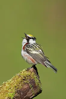 Pensylvanica: Chestnut-sided Warbler - male singing on territory