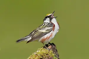 Pensylvanica: Chestnut-sided Warbler - male singing on territory