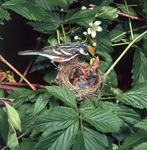 Parulidae: Chestnut-sided Warbler at Nest