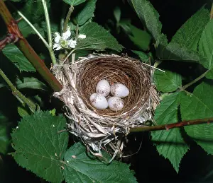 Parulidae: Chestnut-sided Warbler Nest