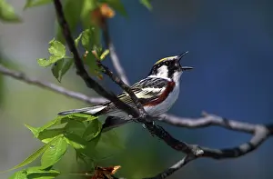 Sided: Chestnut-sided Warbler singing