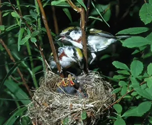 Parulidae: Chestnut-sided Warblers at Nest