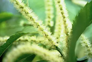 Castanea: Chestnut, Sweet Chestnut